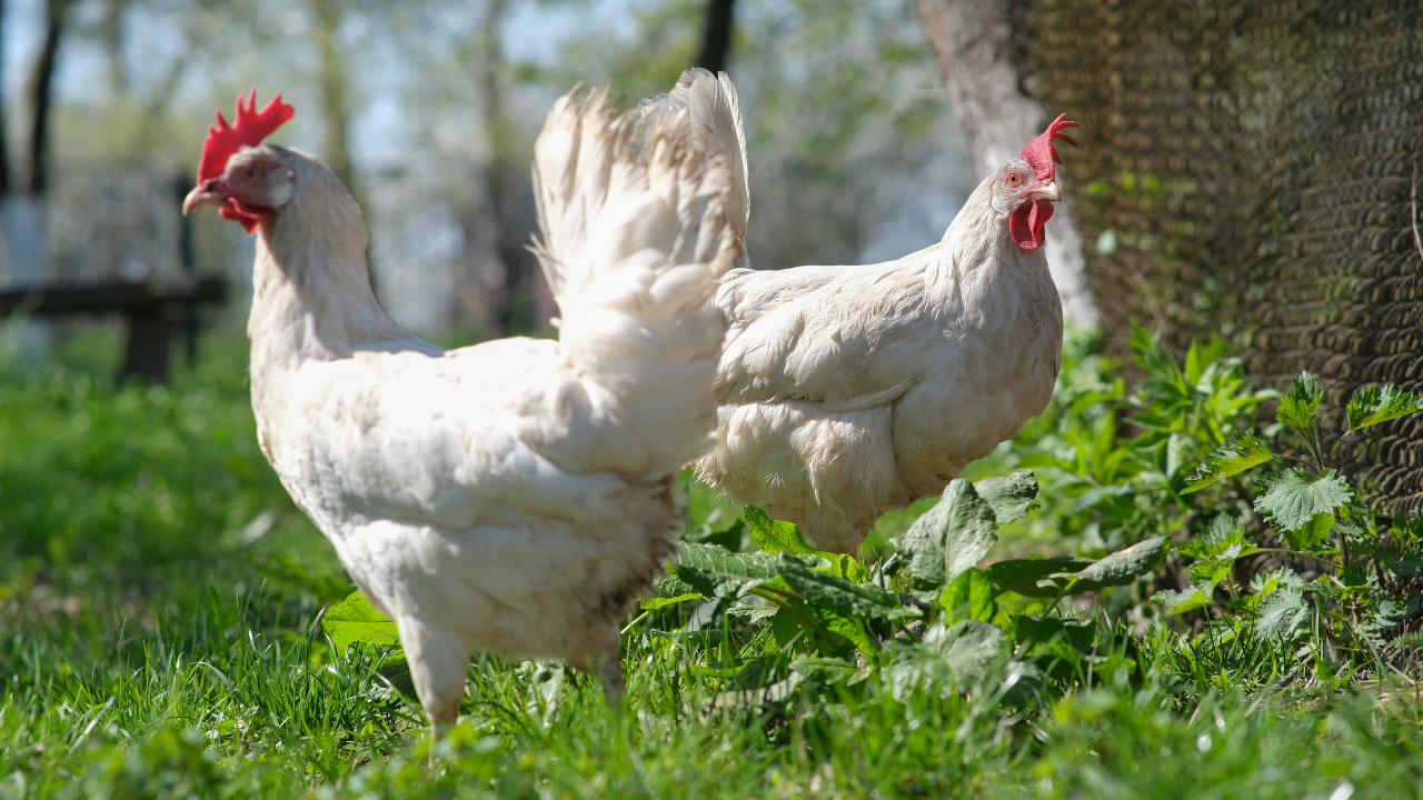 Hens at De'Viar Farm