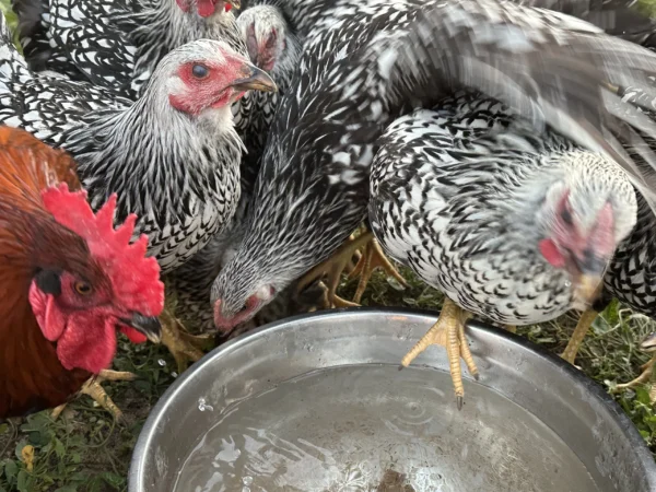 Chickens at De'Viar Farms