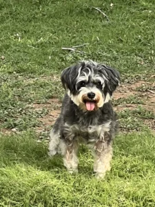 Dogs at De'Viar Farm