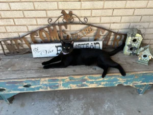 Cats at De'Viars Farm