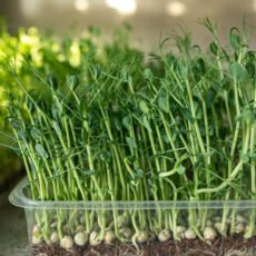 Microgreens