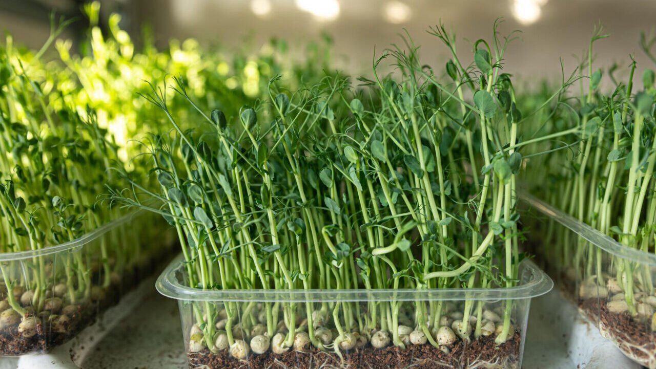 Microgreens