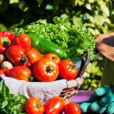 Spring and Summer Vegetables