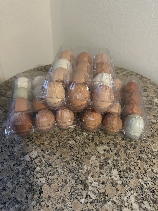 eggs in containers (3)